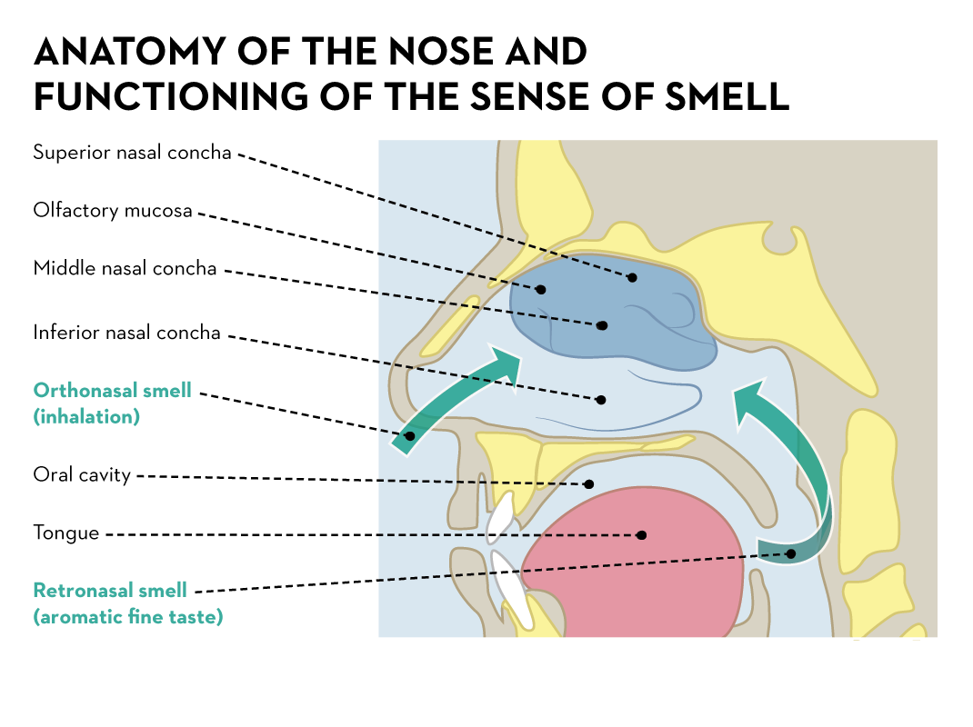 Sense of smell Hilltop