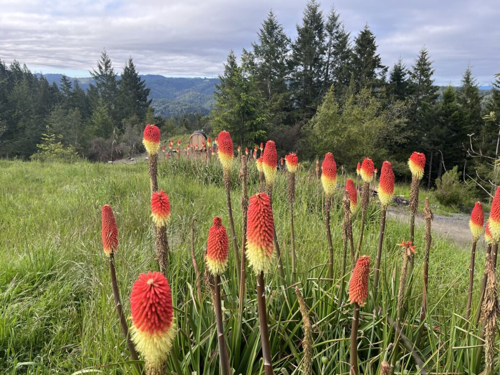 Red Hot Pokers On Fickle Hill Arcata